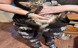 Mixed Breed cats for sale: Beautiful ragdoll bengal kittens  - Image 11