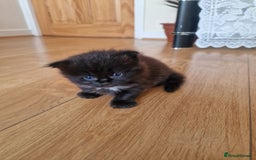 Mixed Breed cats for sale: Rare Norwegian Forest ×Ragdoll Kitten - Image 4
