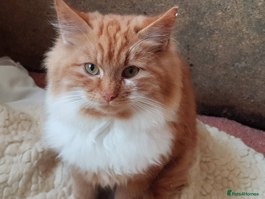 Mixed Breed cats for sale: GORGEOUS KITTENS INCL FEMALE ORANGE TABBY - Advert 1