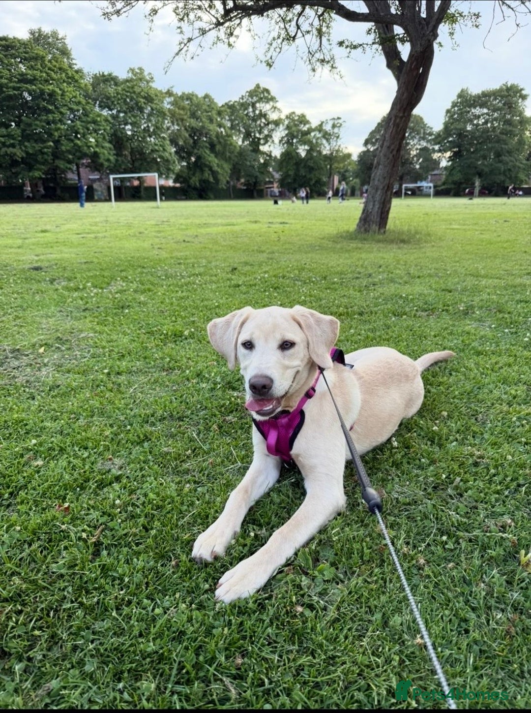 Labrador Retriever dogs for sale: 9 month old female Labrador for sale  - Image 2