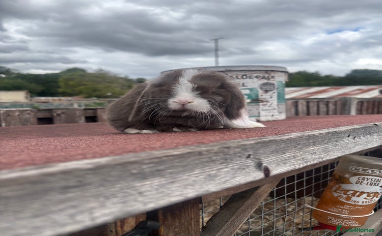 Mini Lop rabbits - Advert 7
