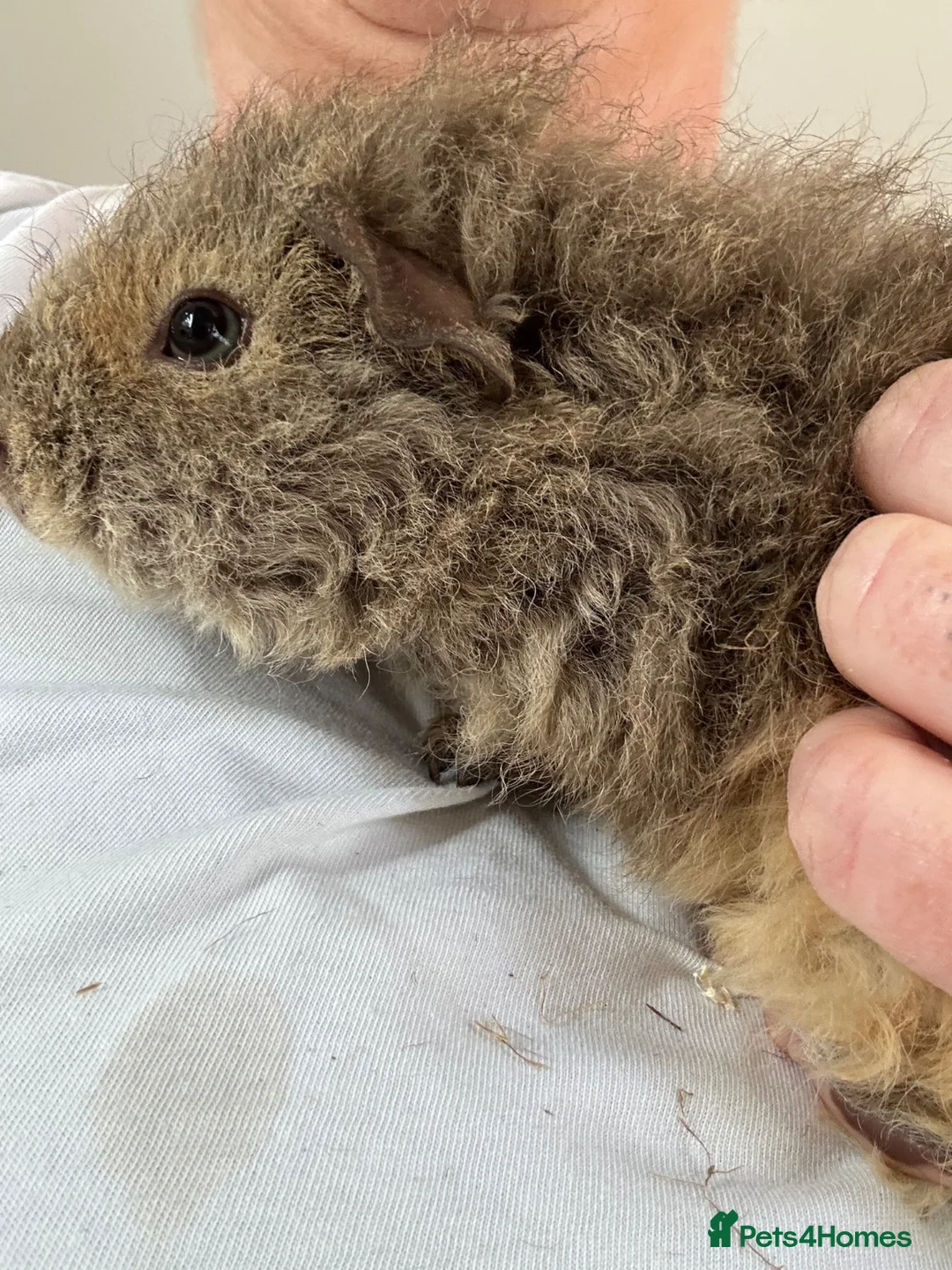 Guinea Pig rodents for sale: Two baby girl long haired teddy bear guinea pigs  - Advert 7