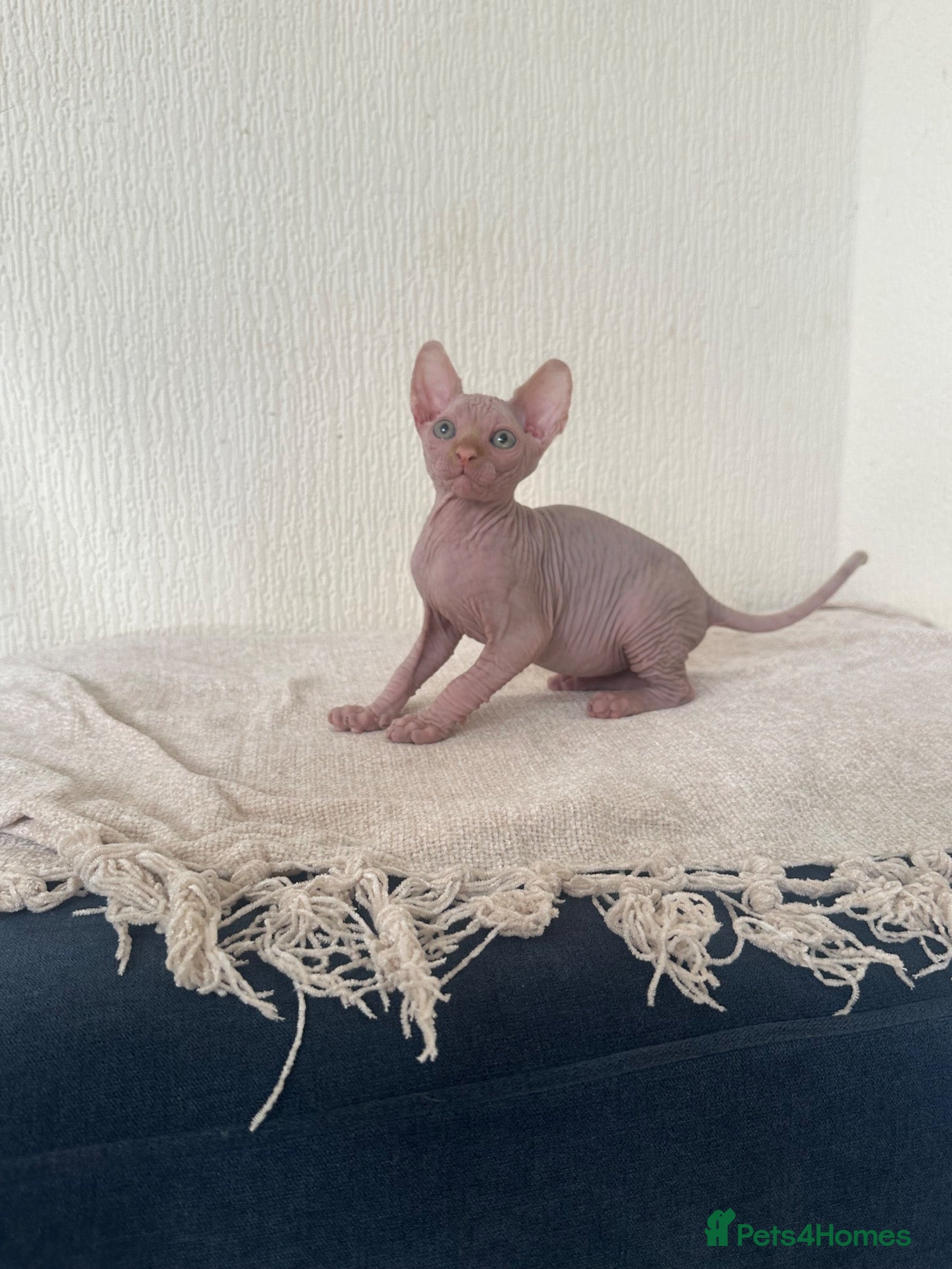 Sphynx cats 🐾 2 Canadian sphynx kittens  🐾 - Advert 11