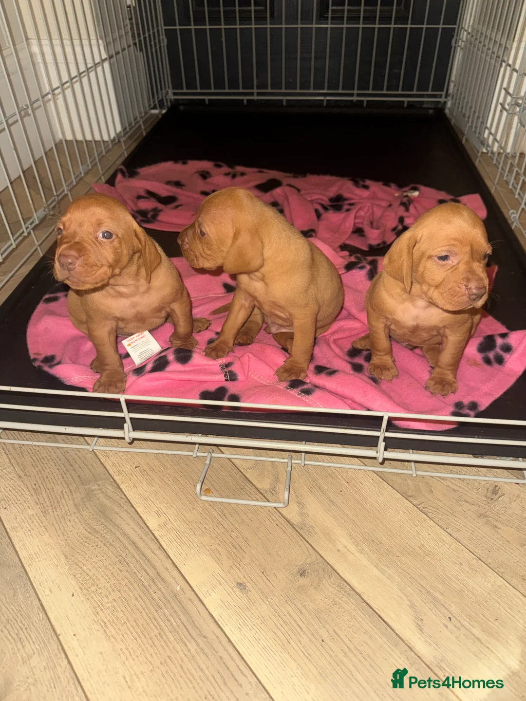 Hungarian Vizsla dogs for sale: Hungarian Vizsla KC Puppies excellent Pedigree - Advert 22