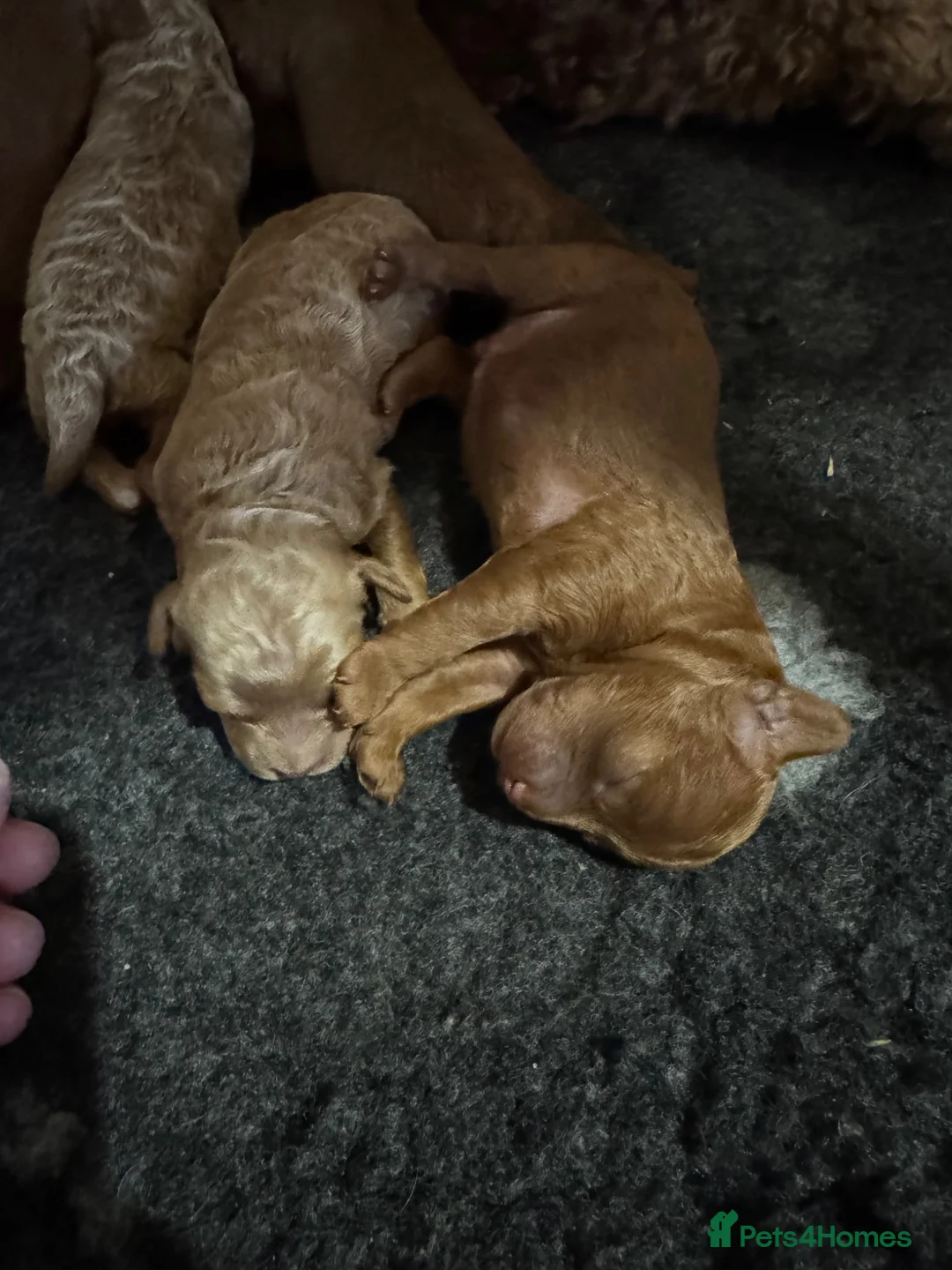 Cavapoo dogs for sale: Stunning F1b Cavapoo puppies- 5* licensed - Advert 2