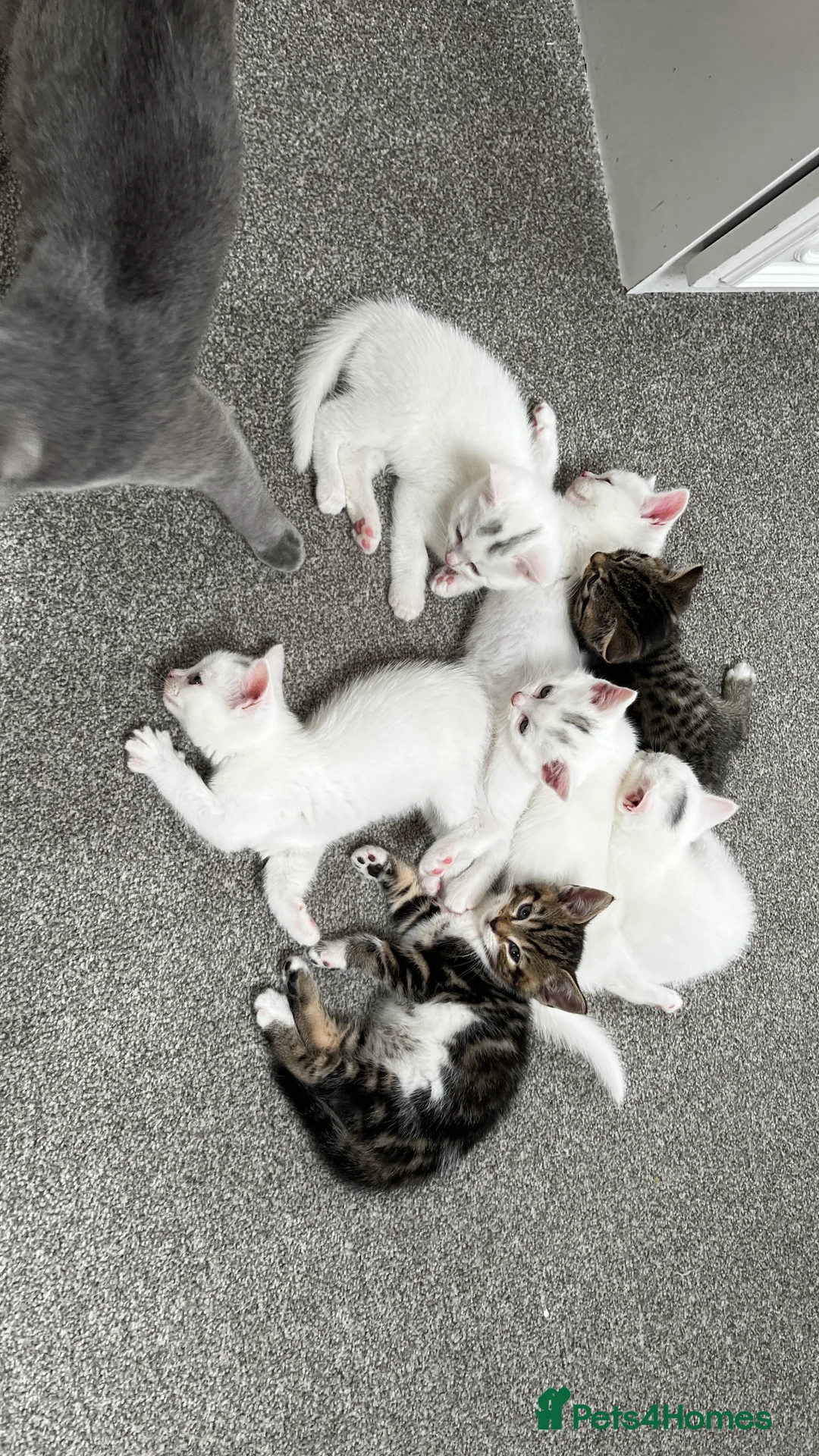 Turkish Angora cats for sale: Turkish angora kittens - Advert 4