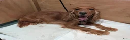 Cocker Spaniel dogs for sale: Cutest Cocker Spaniel Girls - Advert 1
