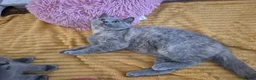 British Shorthair cats for sale:  Ready! GCCF parents with champions in line,BSH  - Advert 20