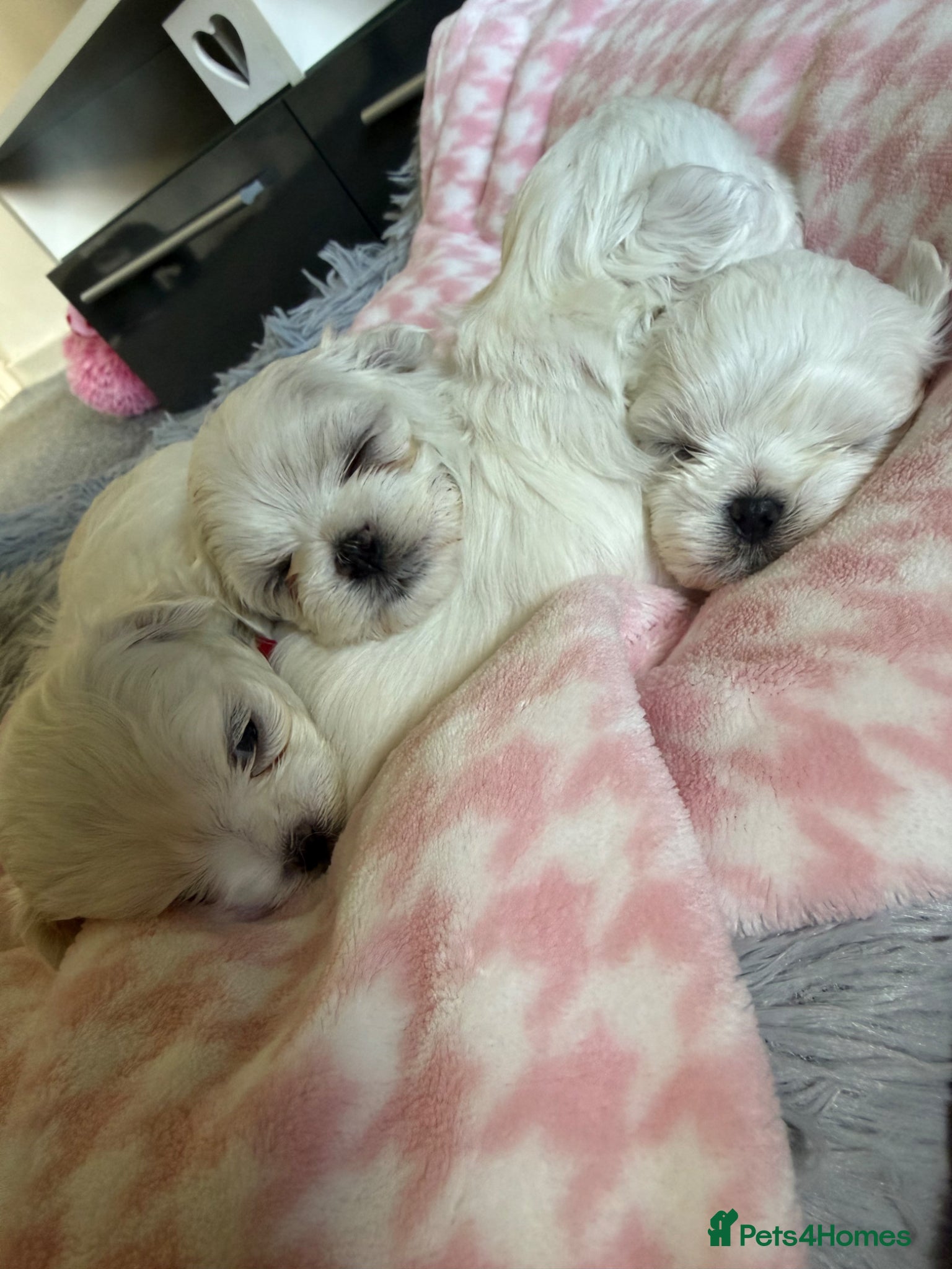 Maltese dogs Beautiful Korean Maltese puppies 🩷🩵 - Advert 4