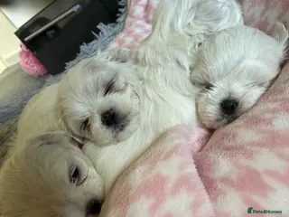 Maltese dogs Beautiful Korean Maltese puppies 🩷🩵 - Advert 4