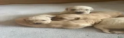 Golden Retriever dogs for sale: Golden Retrievers pure breed puppies - Advert 19