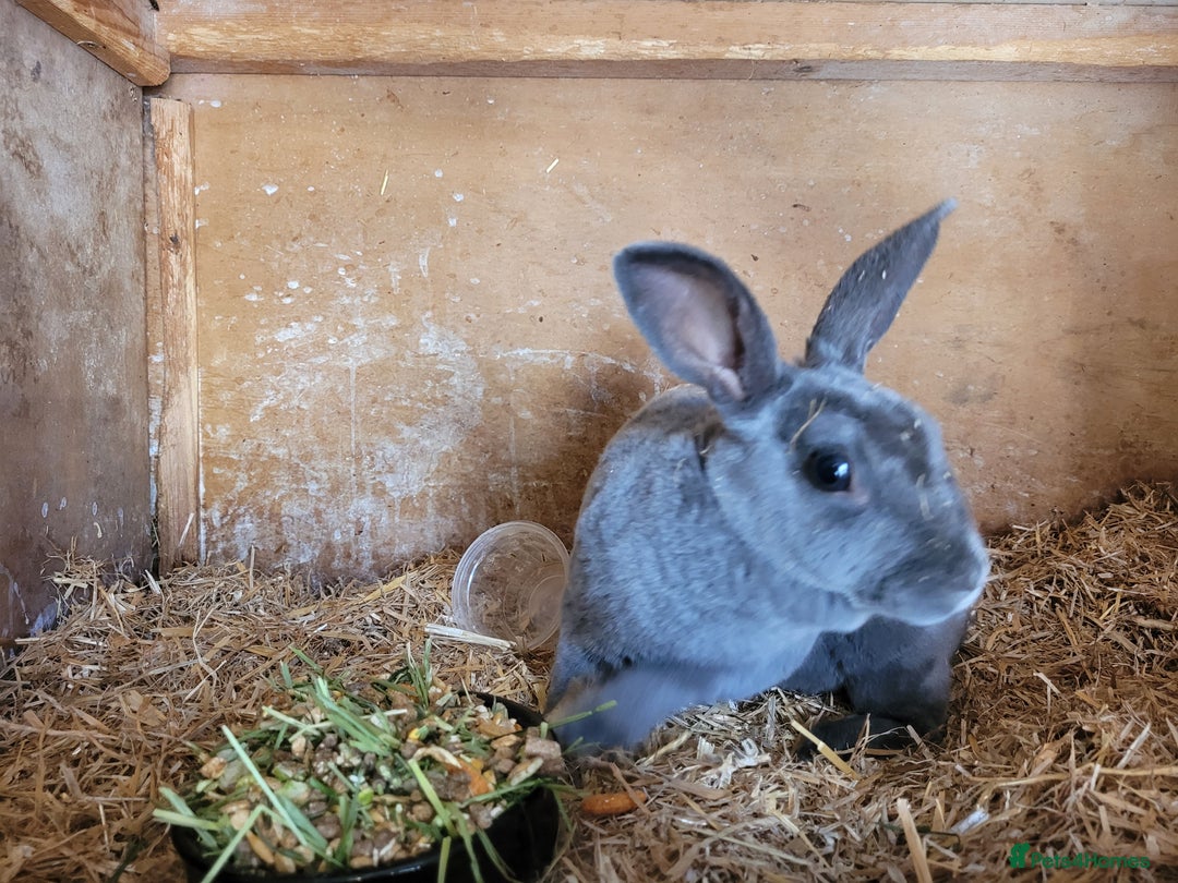 Rex rabbits for sale: 2 x stunning Mini Rex bucks  - Image 8