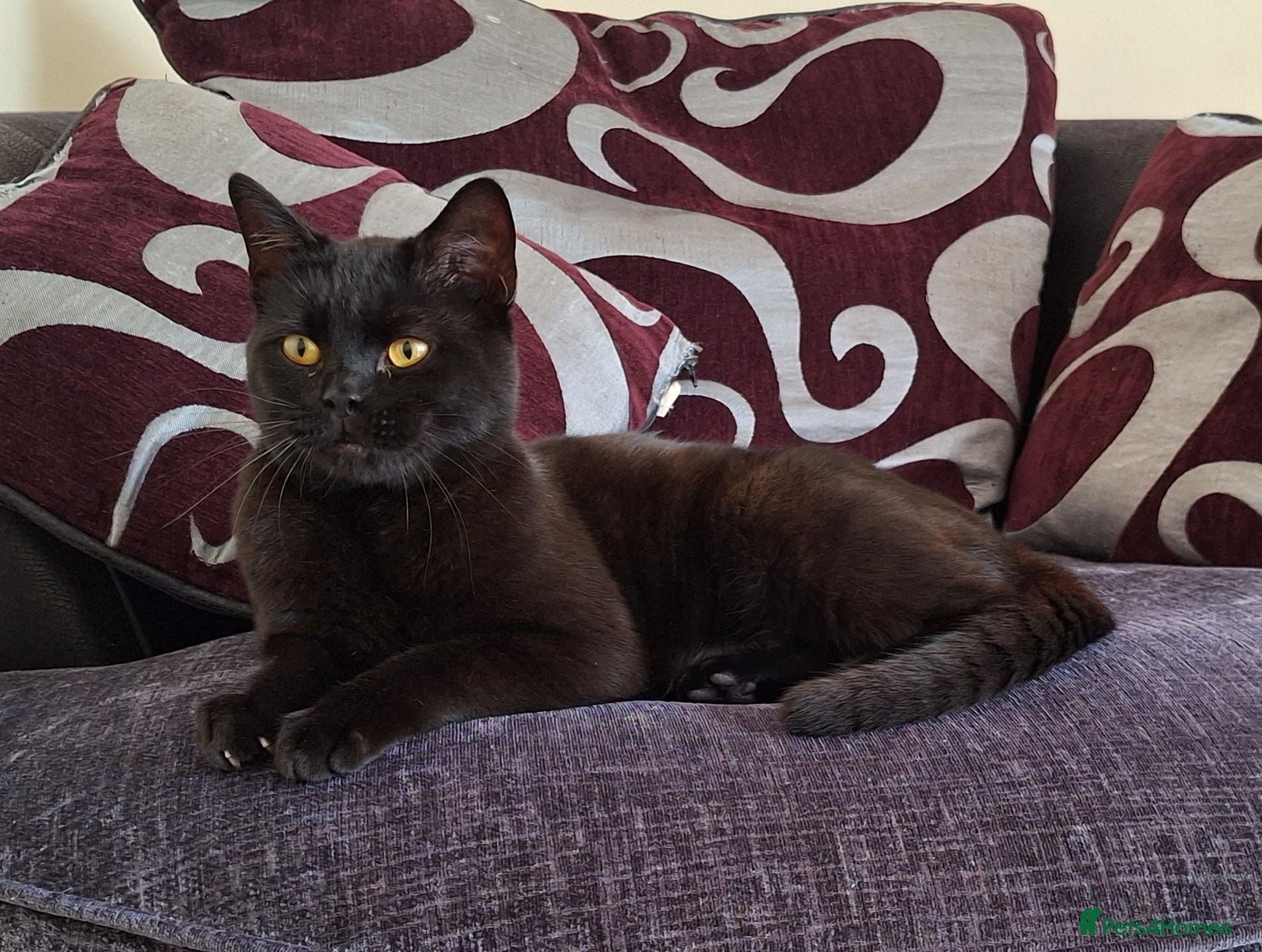 British Shorthair cats Buddy - Advert 2