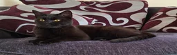 British Shorthair cats for sale: Buddy - Advert 1