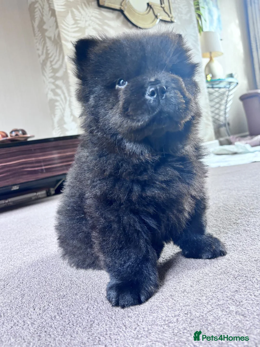 Chow Chow dogs for sale: Chow chow puppy ready to go 20th jan - Advert 3