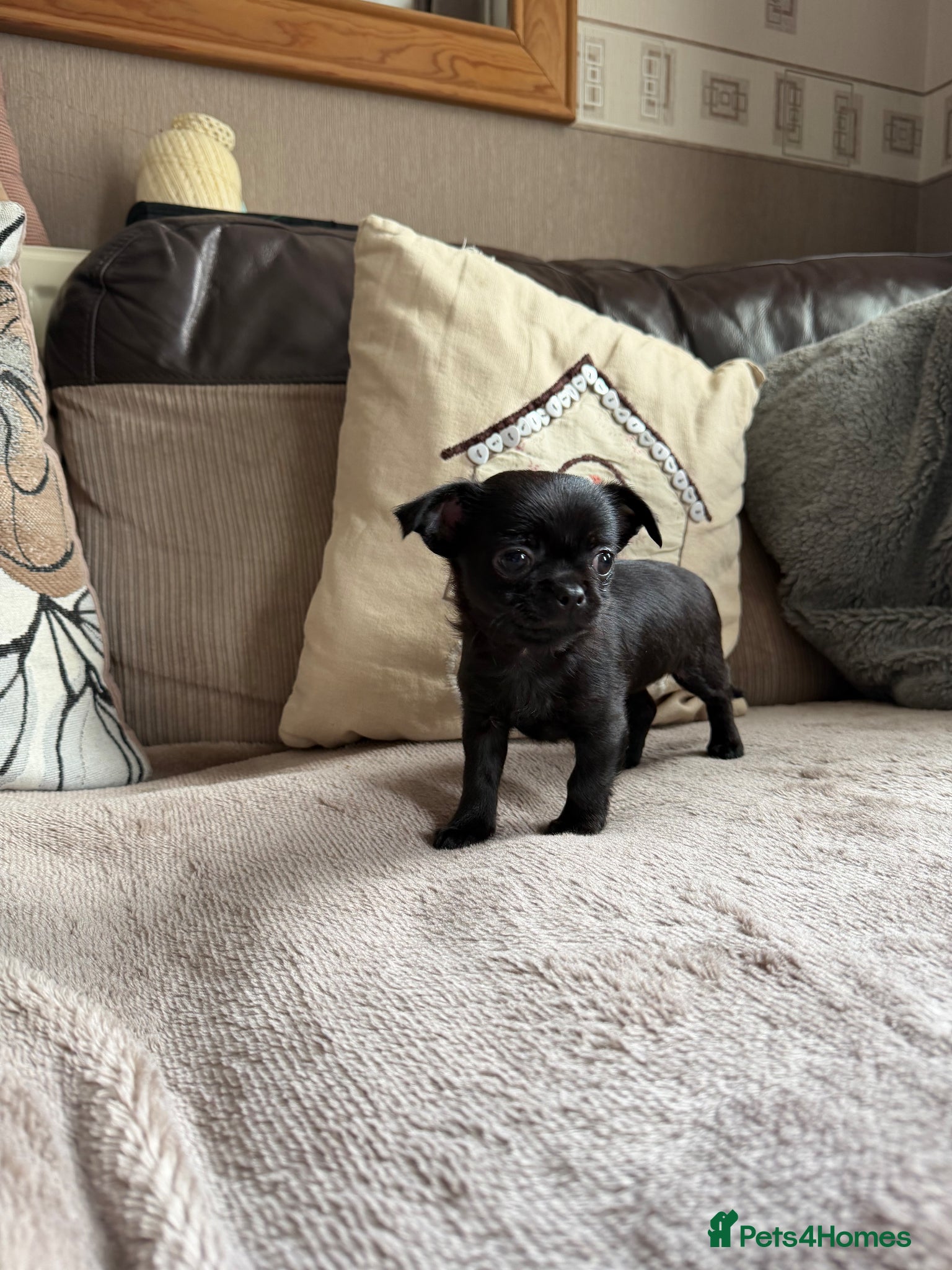 Chihuahua dogs Stunning “solid black” tiny chihuahuas  - Advert 21