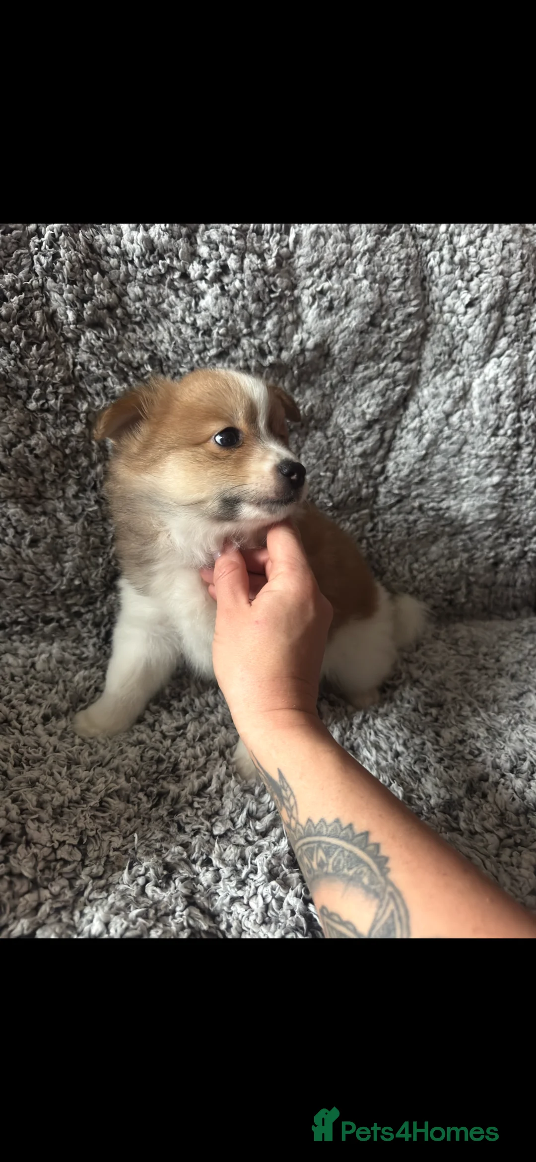 German Spitz dogs for sale: German spitz puppies for sale  - Advert 5