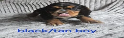 Cocker Spaniel dogs for sale: Beautiful working cocker spaniel puppies  - Advert 6