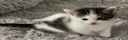 Ragdoll cats for sale: Adorable Ragdoll Cross Kittens - Advert 7