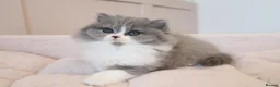 British Longhair cats for sale: PEDIGREE British Longhair kittens - Advert 25