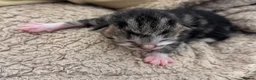 Mixed Breed cats for sale: 5 BEAUTIFUL KITTENS LOOKING FOR THEIR FOREVERHOMES in Worcester - Advert 6