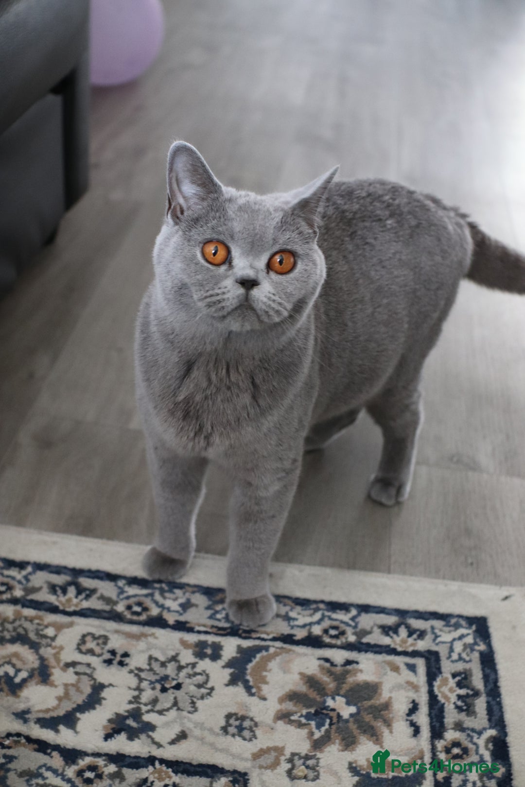 British Shorthair cats for sale: Stunning GCCF&TICA Active BSH Queen - Advert 12
