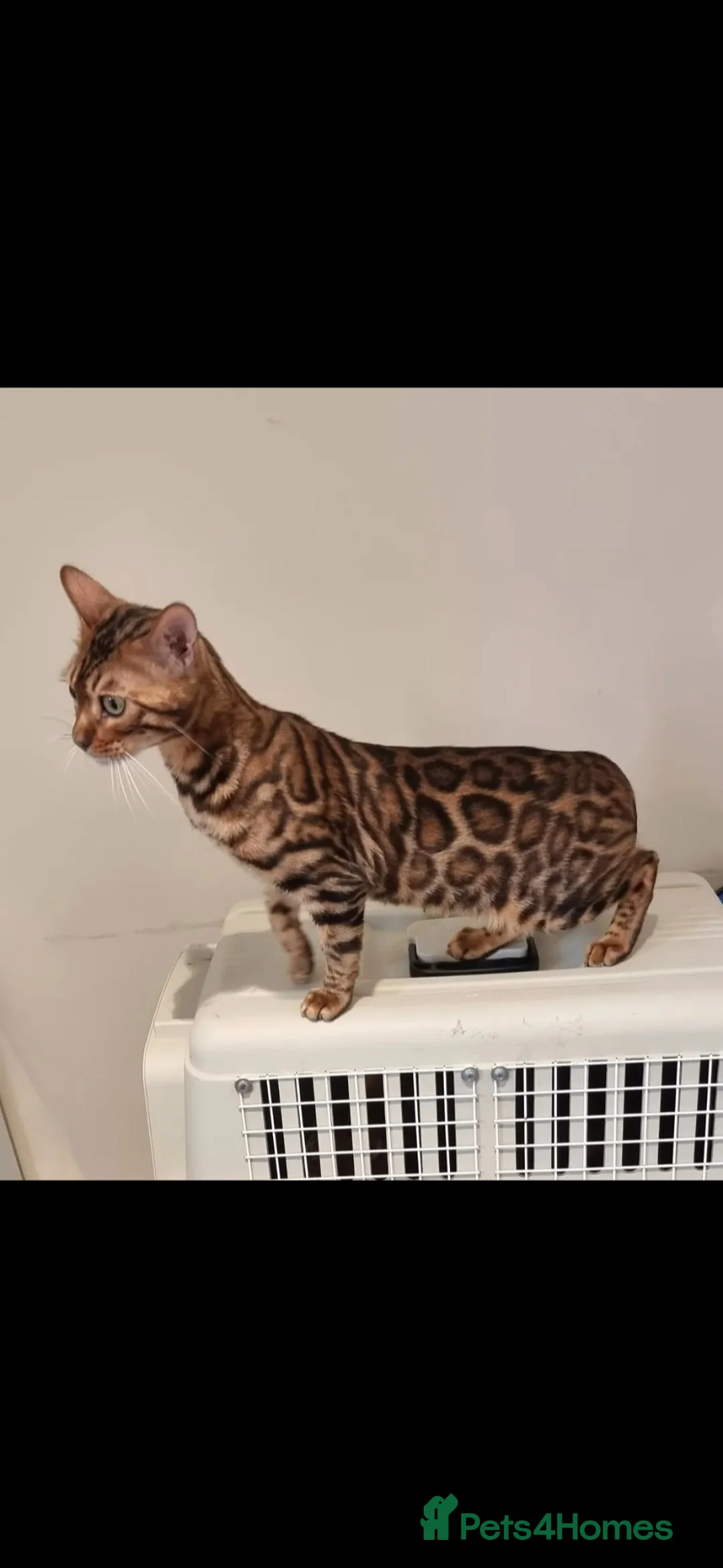Bengal cats for sale: Tica registered brown bengal girl  in Norwich - Advert 1