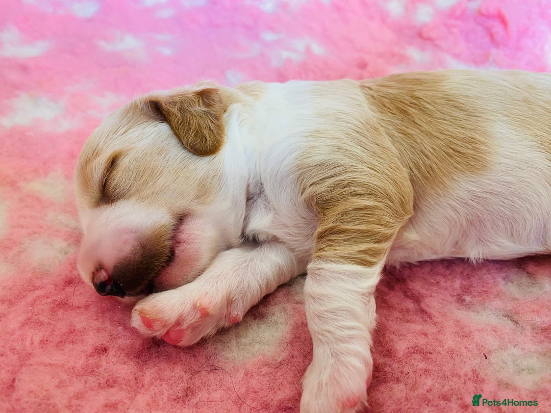 Cockapoo dogs for sale: Cocker Spaniel x Cockapoo Puppies Ready Soon  - Image 16