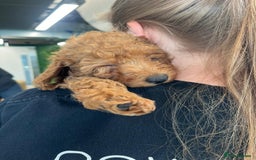 Miniature Poodle dogs for sale: DNA CLEAR MINIATURE POODLES READY NOW - Image 1