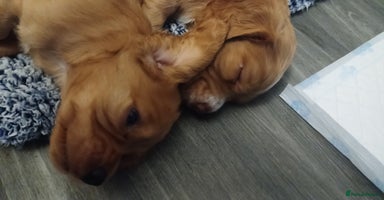 Cocker Spaniel dogs - Advert 11