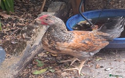Chickens poultry for sale: Cream legbars and mixed Cockerels  - Image 2