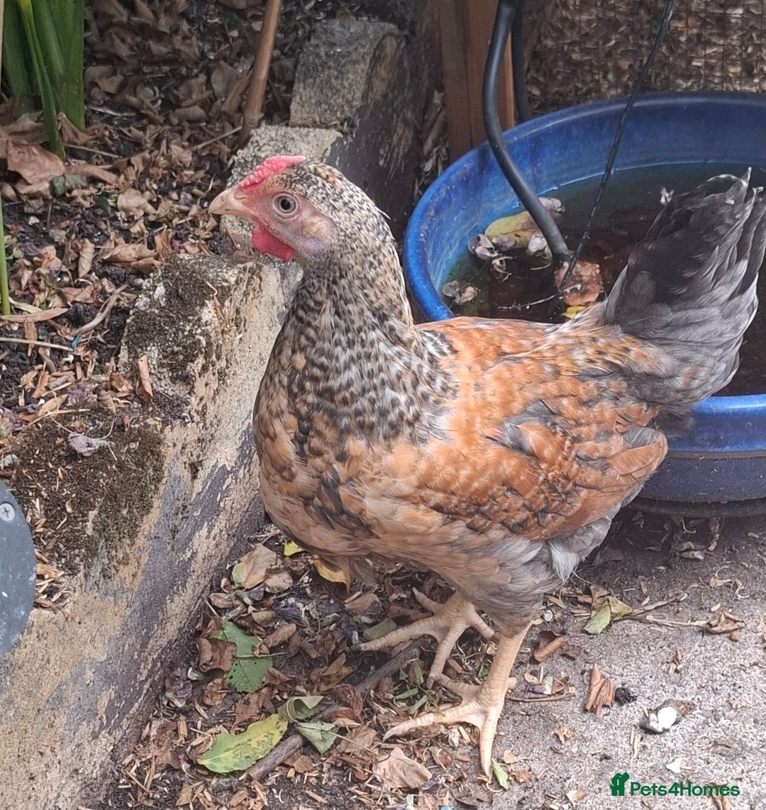 Chickens poultry for sale: Cream legbars and mixed Cockerels  - Image 2