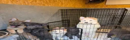 German Shepherd dogs for sale: 🐾✨ Adorable Rare German Shepherd Puppies! ✨🐾 - Advert 7