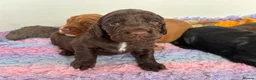 Cocker Spaniel dogs for sale: KC working cocker puppies 🖤girl & ❤️boy left - Advert 18