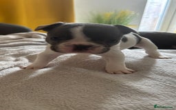 French Bulldog dogs for sale: Adorable French bulldog puppies for sale - Image 31