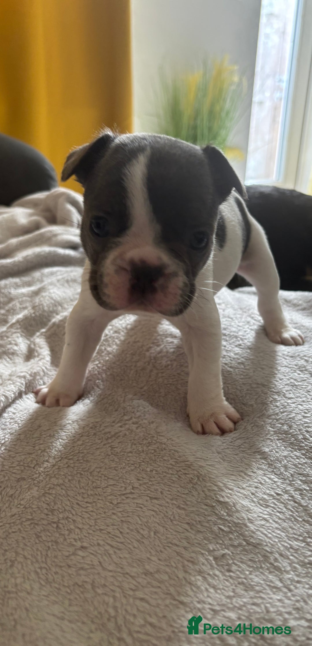 French Bulldog dogs for sale: Adorable French bulldog puppies for sale - Image 31