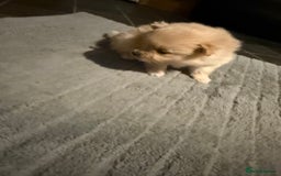 Pomeranian dogs for sale: Two Male Pomeranian’s!  - Advert 21