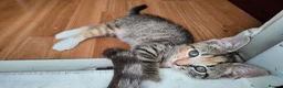 Mixed Breed cats for sale: 🐱 3 Beautiful Friendly Tabby Kittens in Milton Keynes - Advert 6
