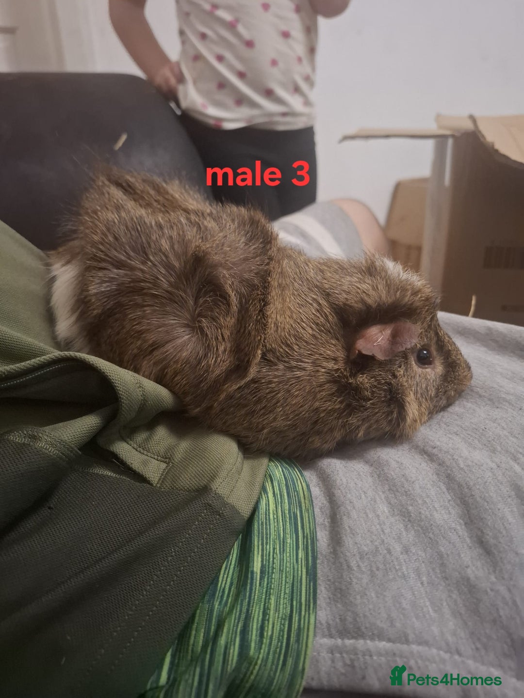 Guinea Pig rodents for sale: Mixed sex guinea pigs - Advert 17