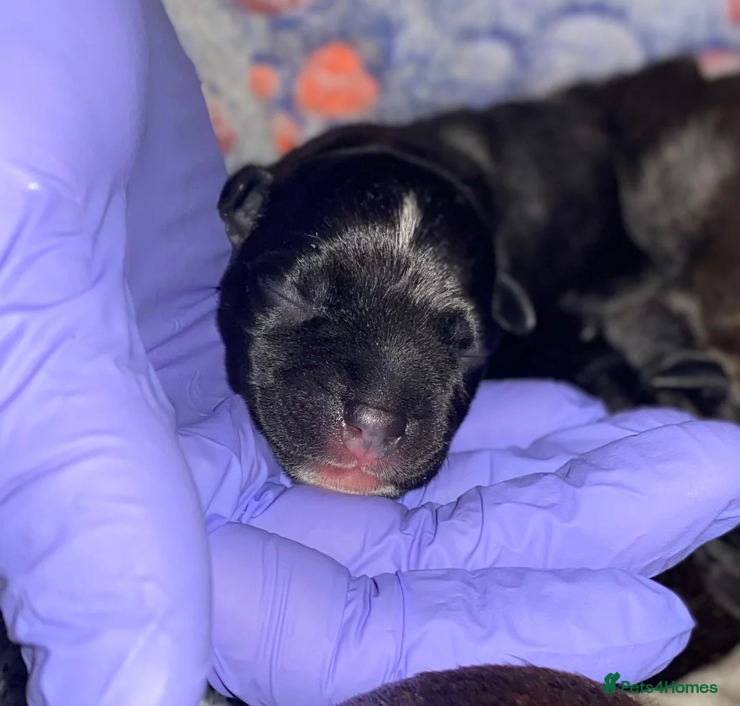 Staffordshire Bull Terrier dogs for sale: King Fury Puppies  in Liverpool - Advert 29