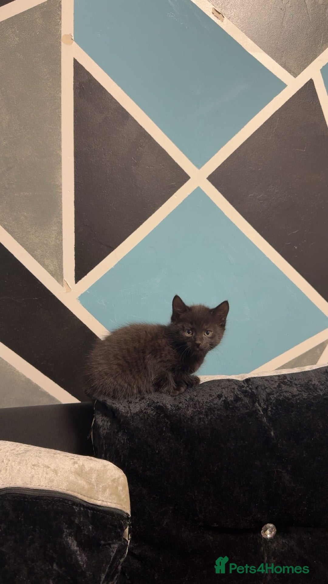 Maine Coon cats for sale: Half Mainecoon and Half British Shorthair  - Advert 8