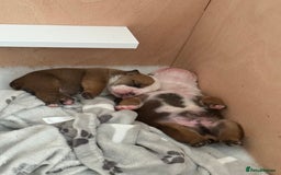 English Bulldog dogs for sale: 2 Beautiful Red & White English Bulldogs - Image 1