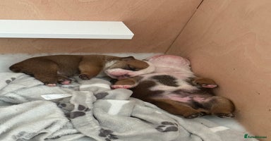English Bulldog dogs - Advert 5