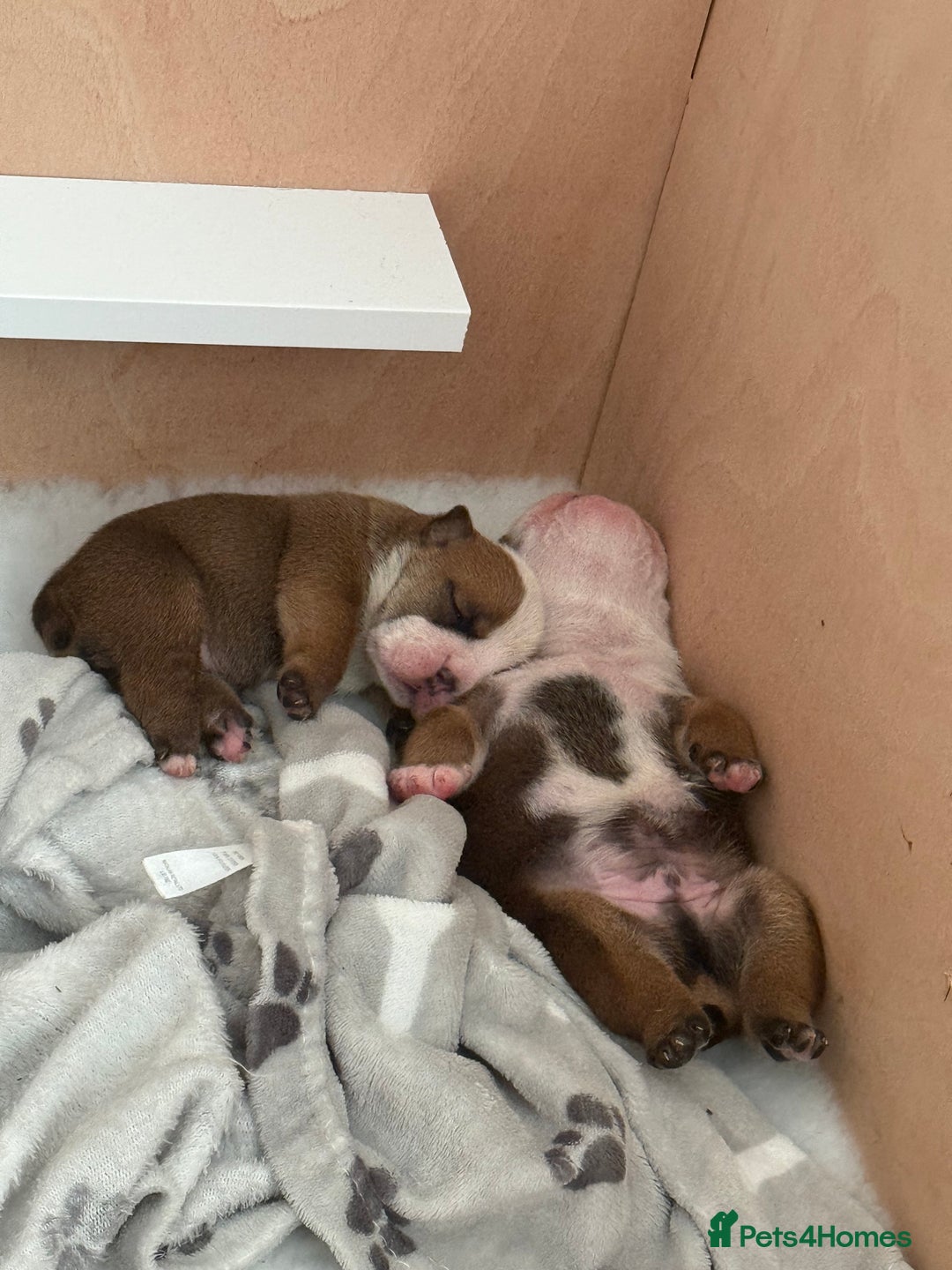 English Bulldog dogs for sale: 2 Beautiful Red & White English Bulldogs - Image 1
