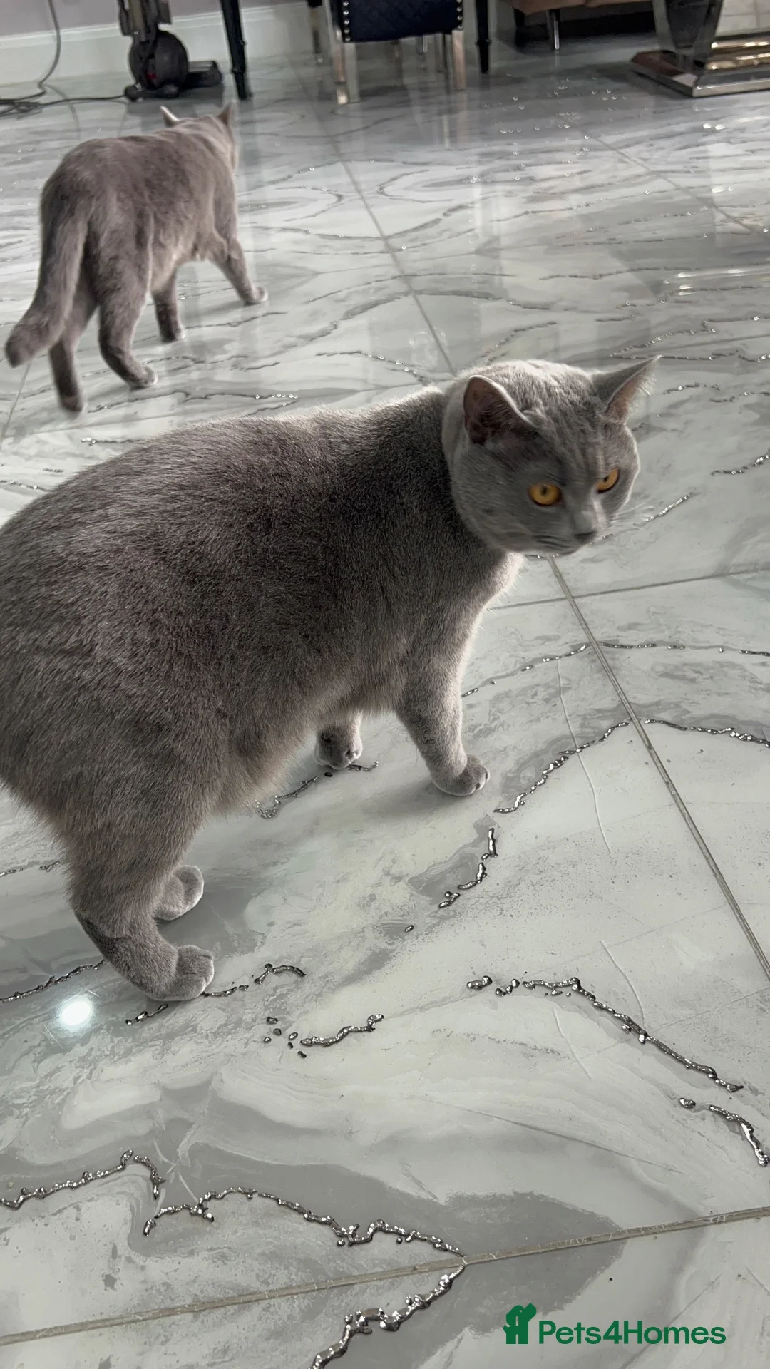 British Shorthair cats for sale: 2 beautiful cats,  in Stoke-on-Trent - Advert 6