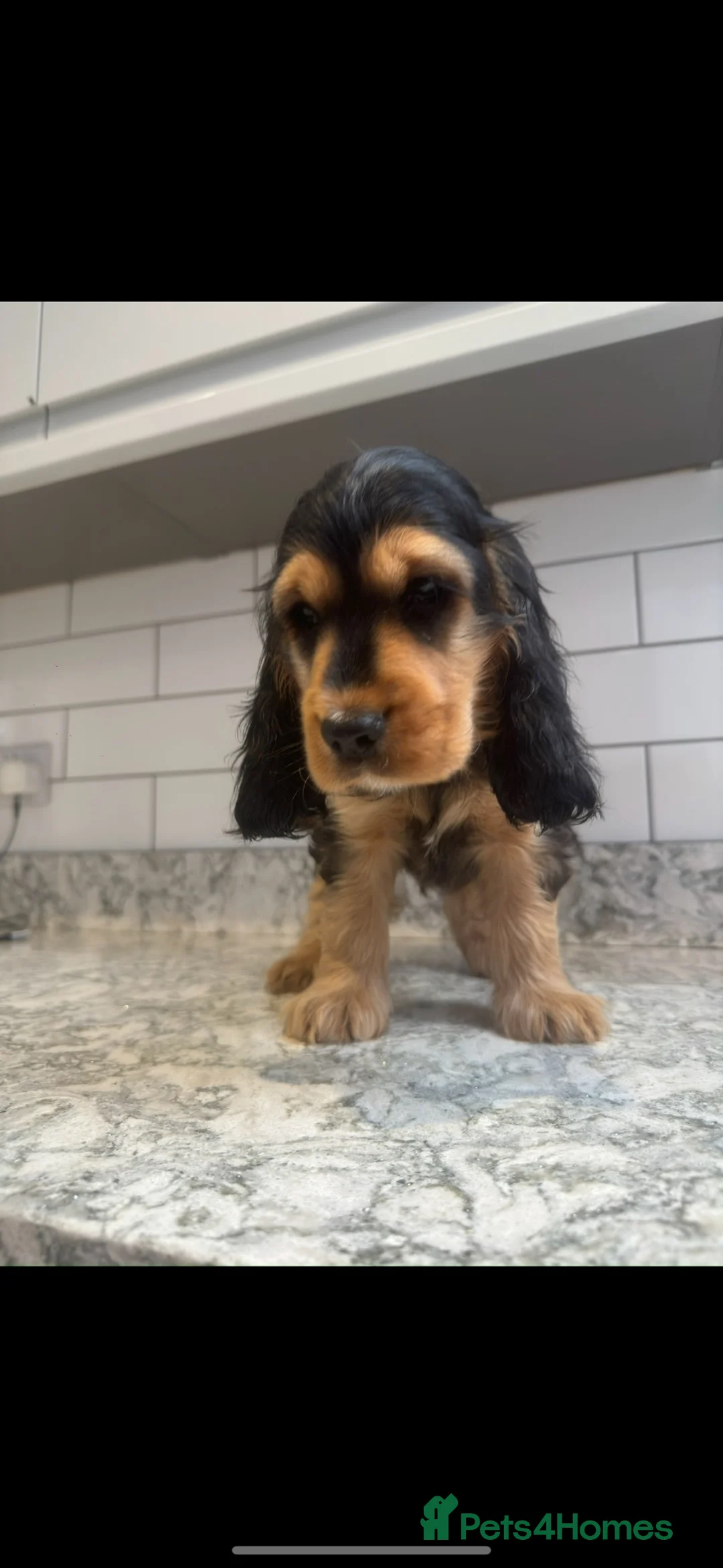 Cocker Spaniel dogs for sale: 2 left!!10 Adorable Show Cocker spaniels - Advert 2