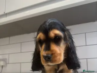 Cocker Spaniel dogs Beautiful Show Cocker spaniels - Advert 1