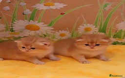 British Shorthair cats for sale: ✨Show quality Golden British Shorthair babies ✨ - Image 5