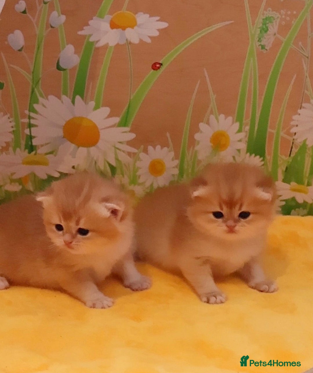 British Shorthair cats for sale: ✨Show quality Golden British Shorthair babies ✨ - Image 5