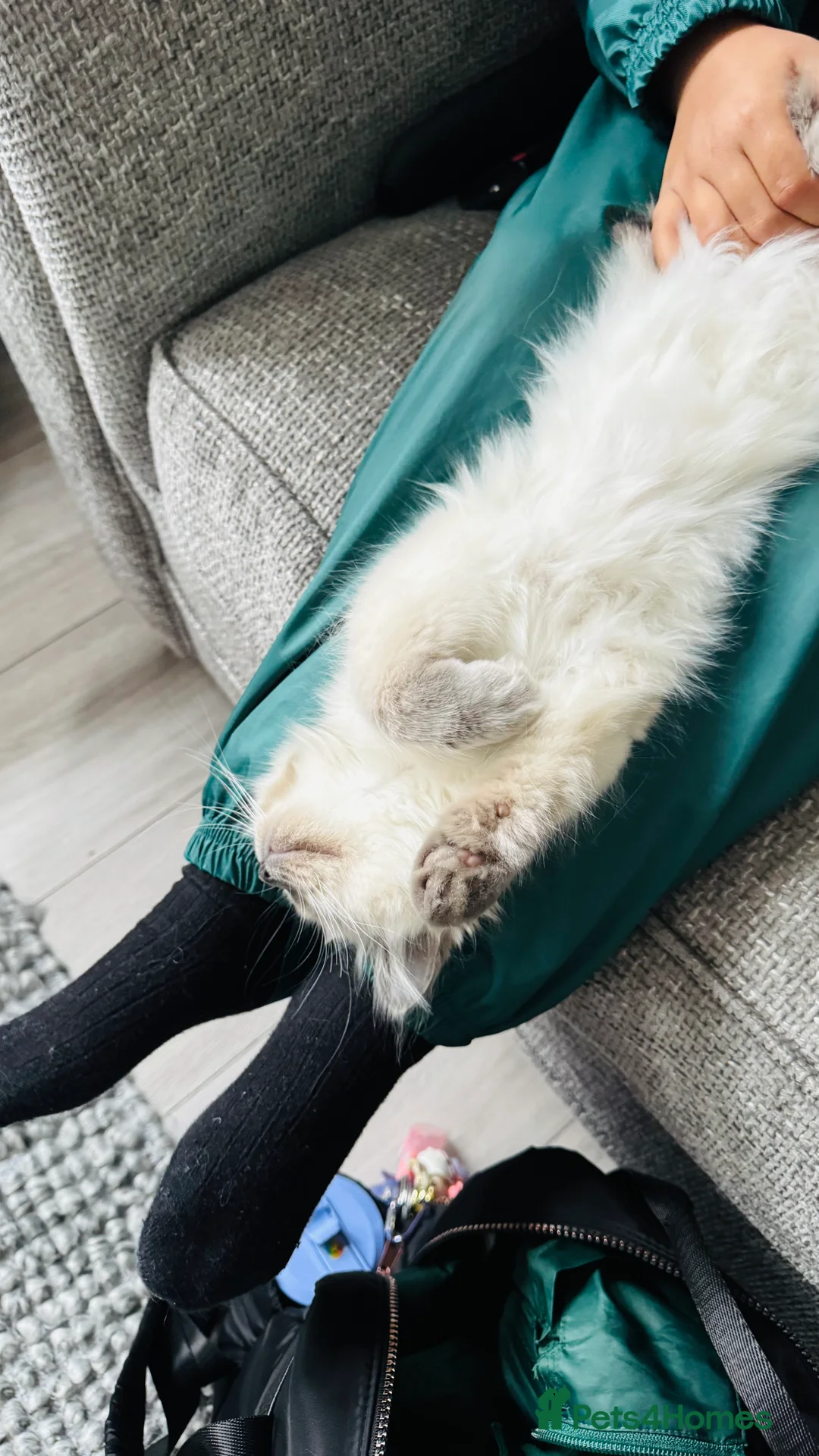 Ragdoll cats for sale: 100% Pure Mink and Blue Point Ragdoll Kittens  - Advert 10